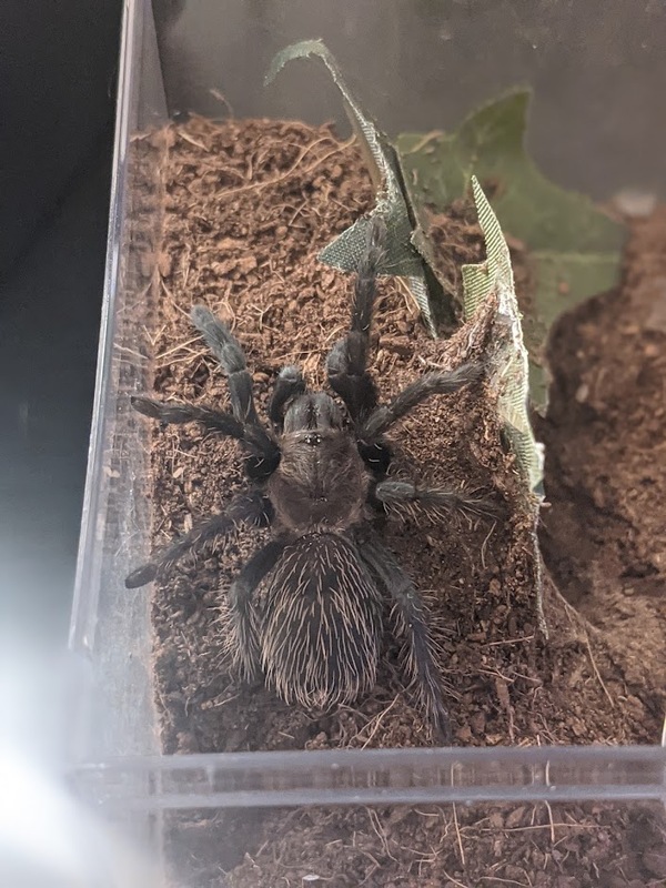 spidey