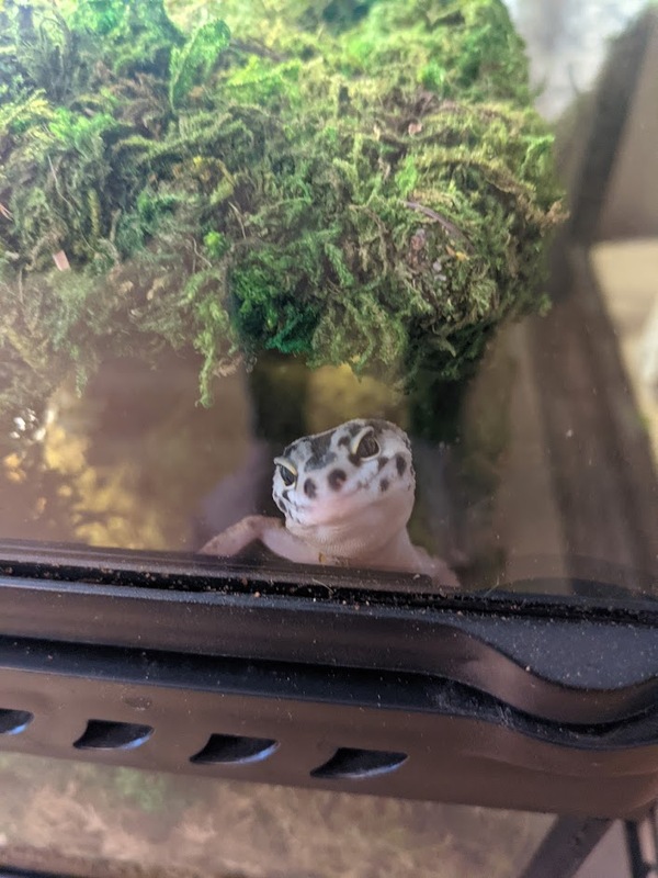hi