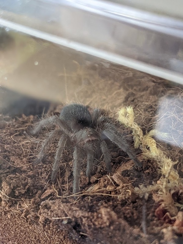 venom