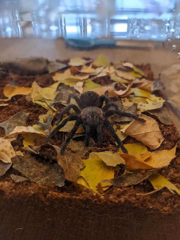 fall-spider