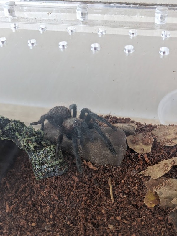 rock-spider