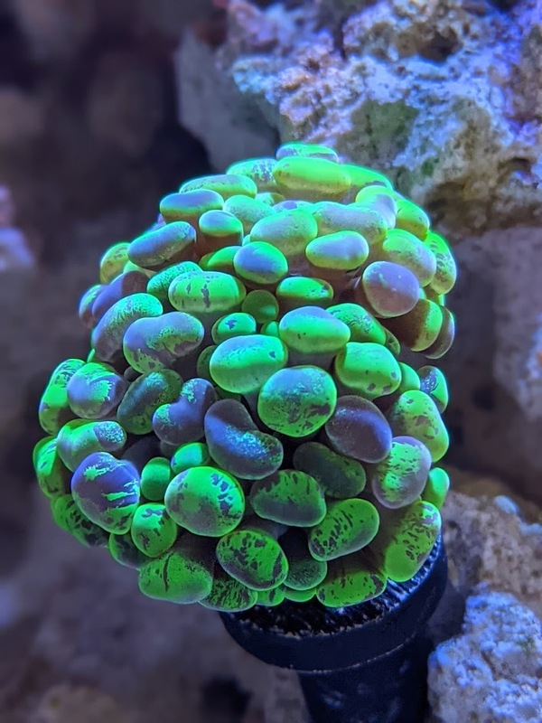 coral