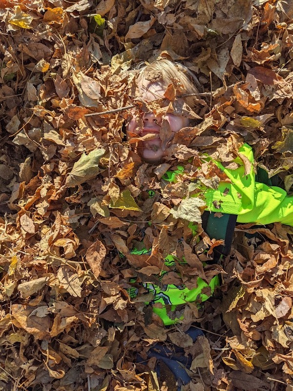 leaves