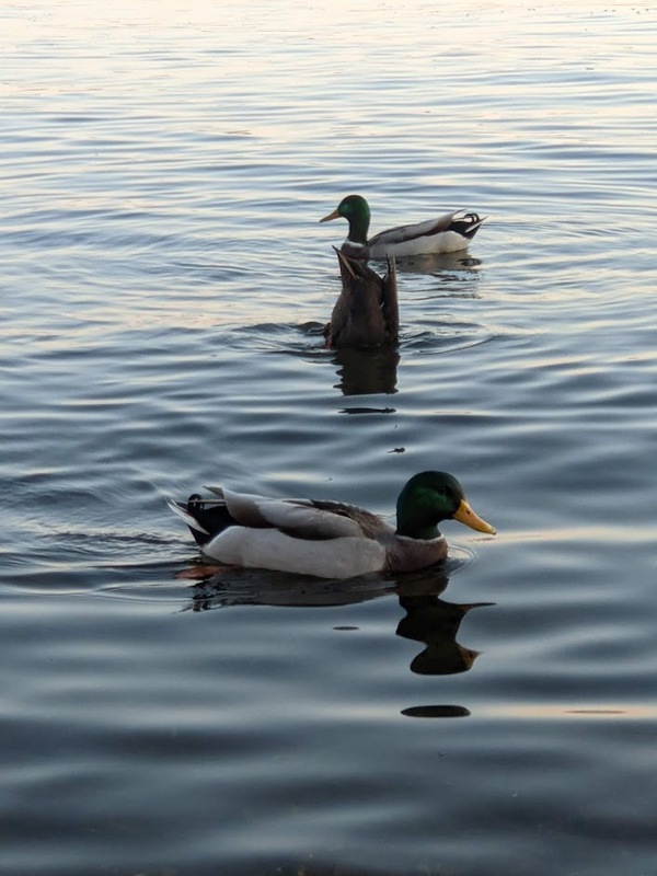 ducks