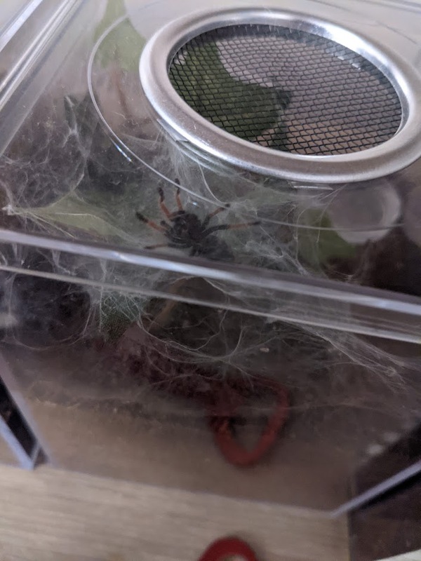 molt