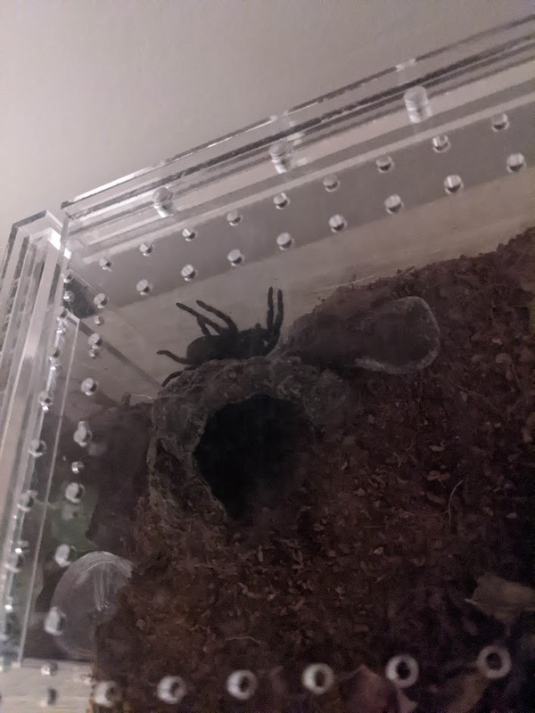 molt