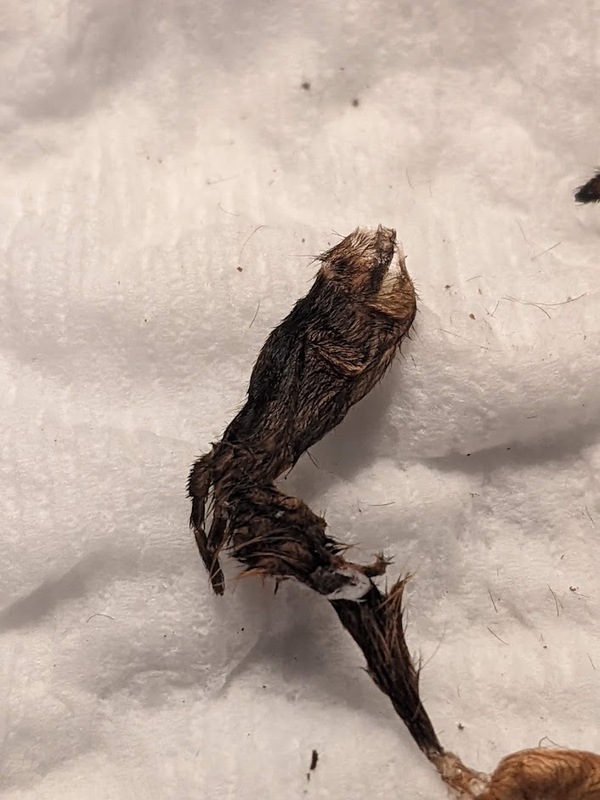 molt