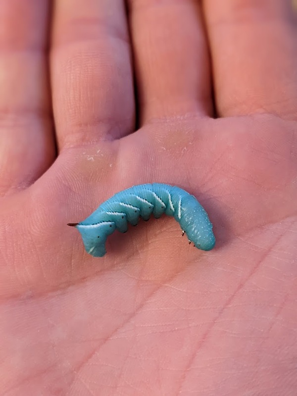 hornworms-closeup