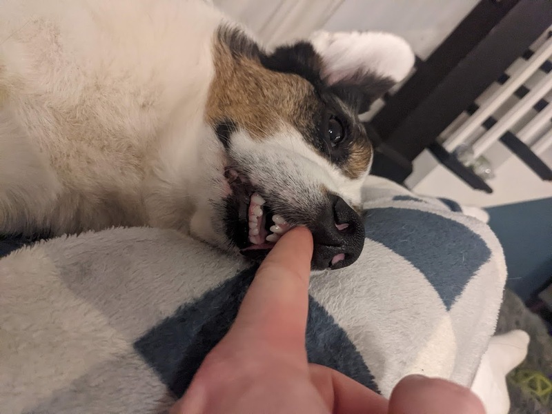 toofies