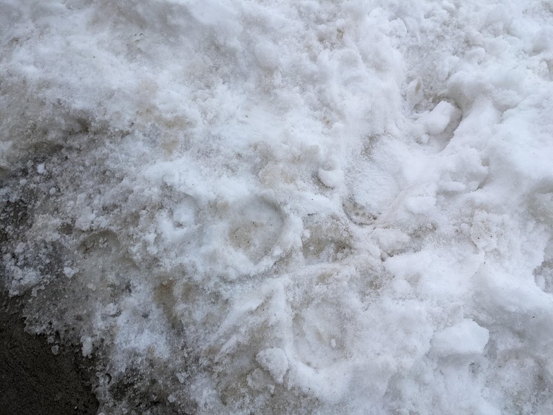 snow