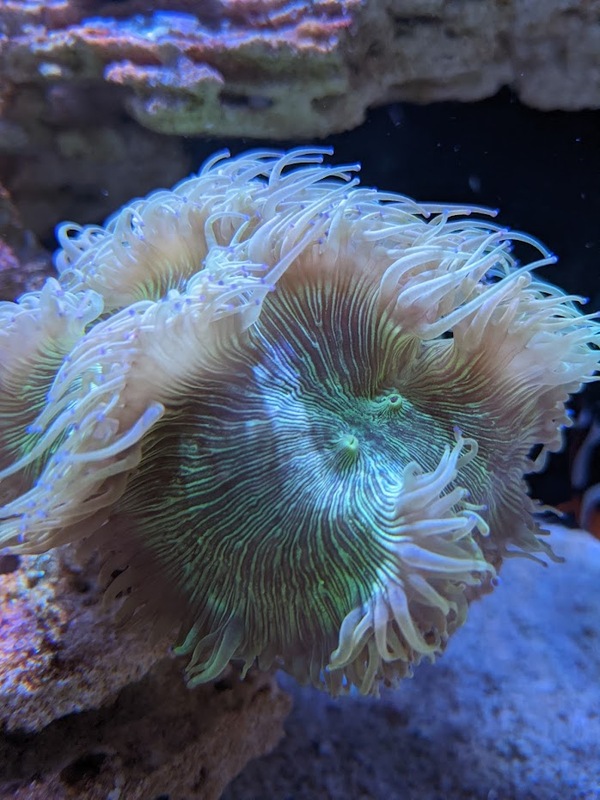 coral