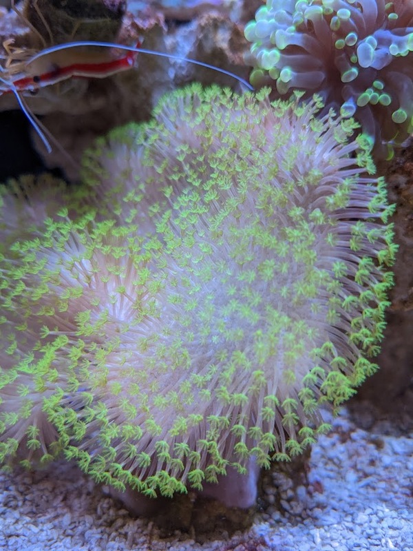 more-coral