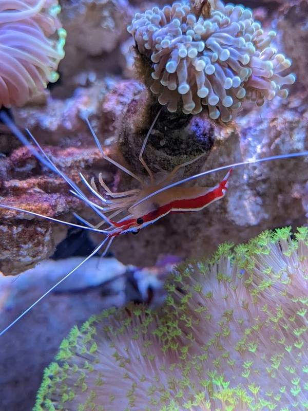 shrimply-real