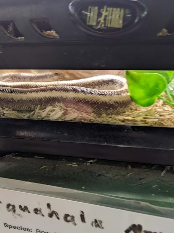 snake-2