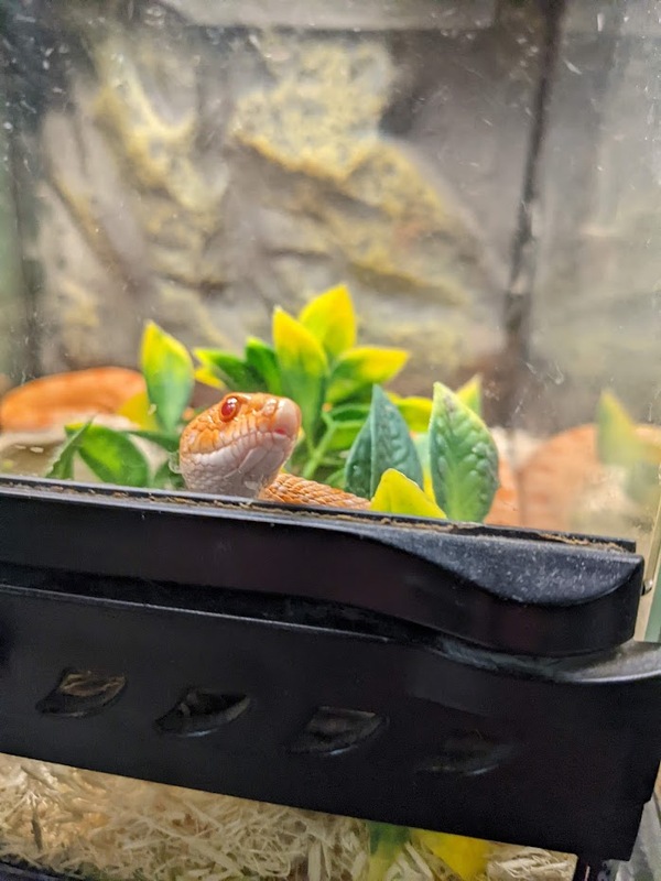 snake