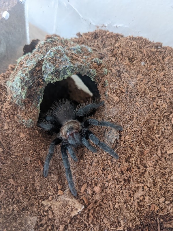 petula