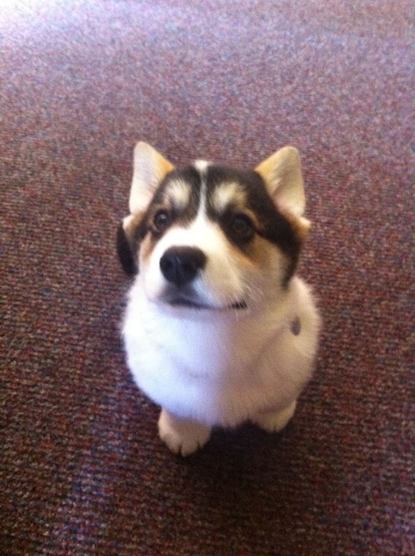 ollie-puppy