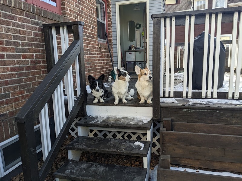 puppies