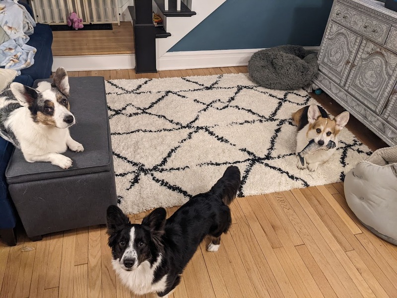 rug