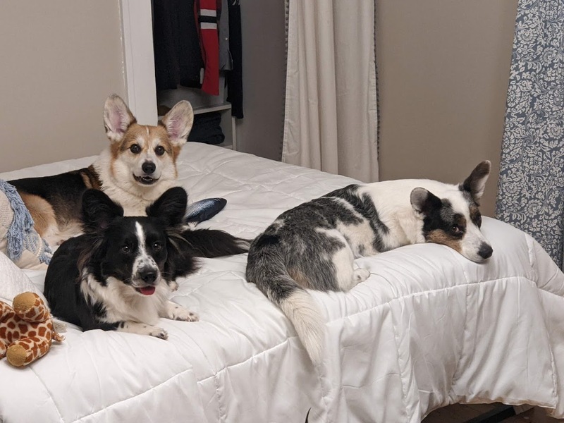 dogs