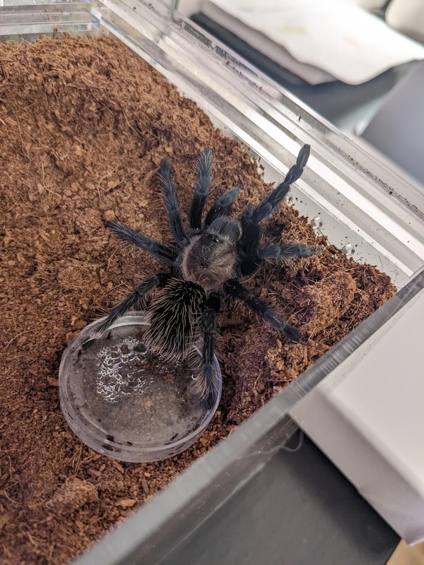 spidey