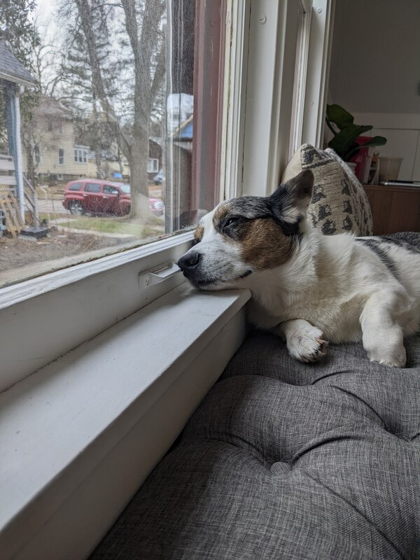 ziggy
