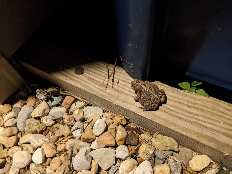 toad