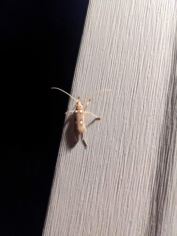 bug