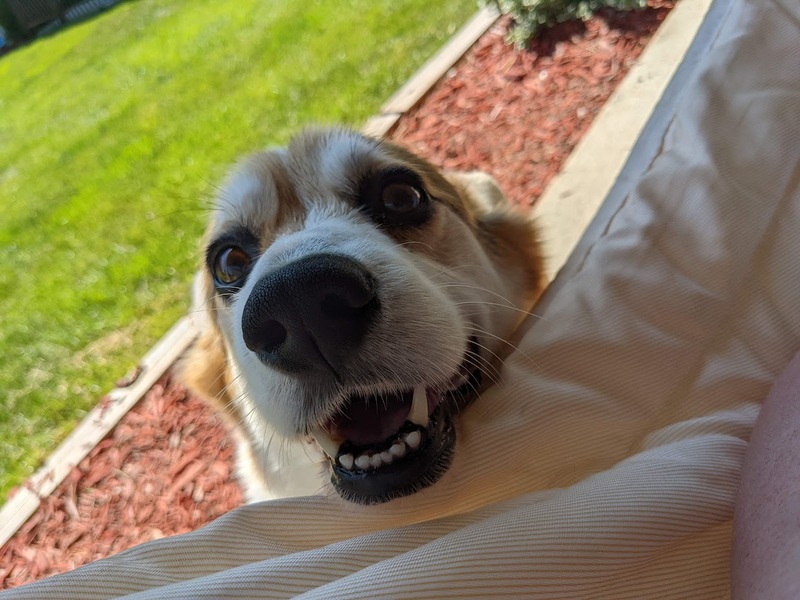 ollie