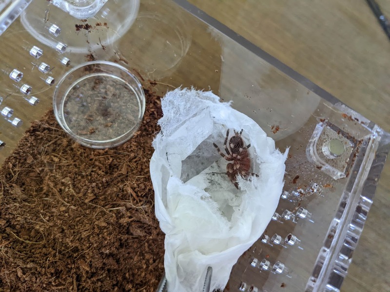 new-spider