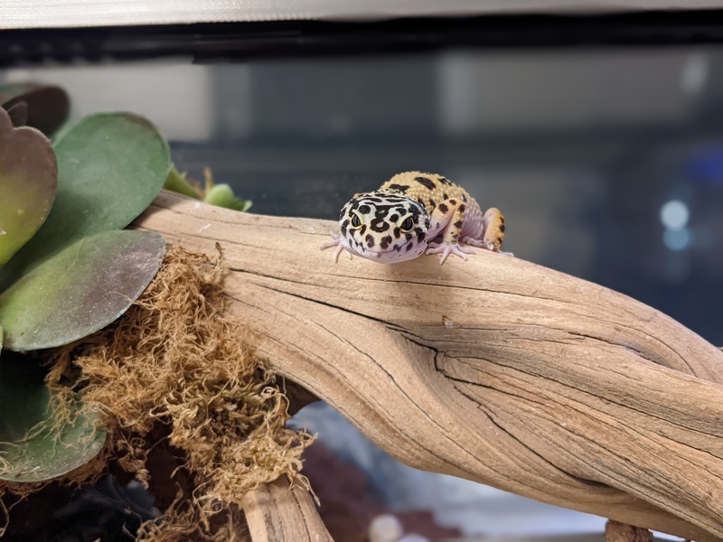 climbing