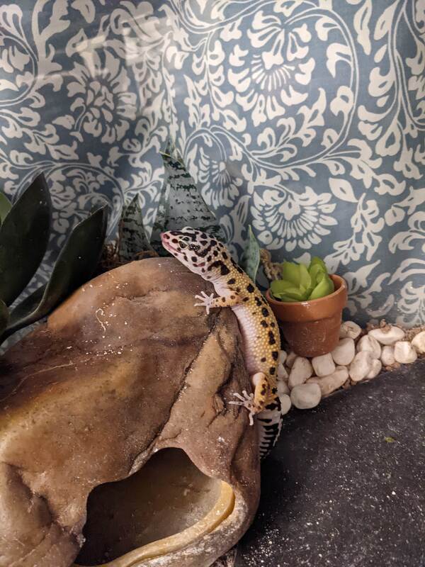 hot-cave