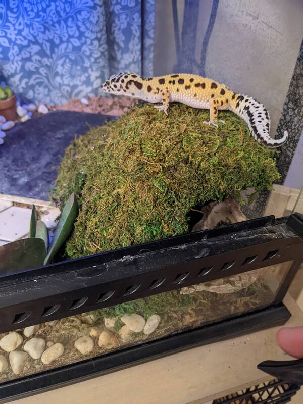 mossy-cave