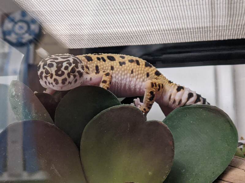 my-plant