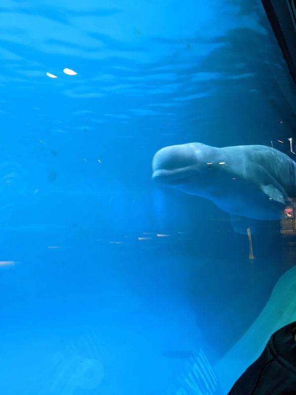 beluga