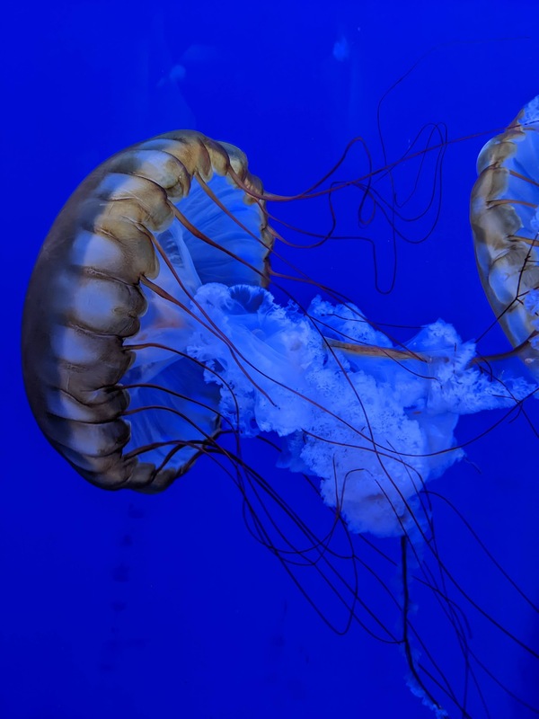 jellyfish