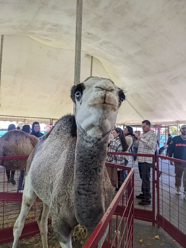 alpaca