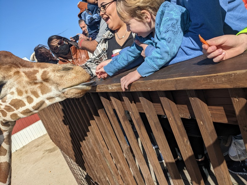 giraffe