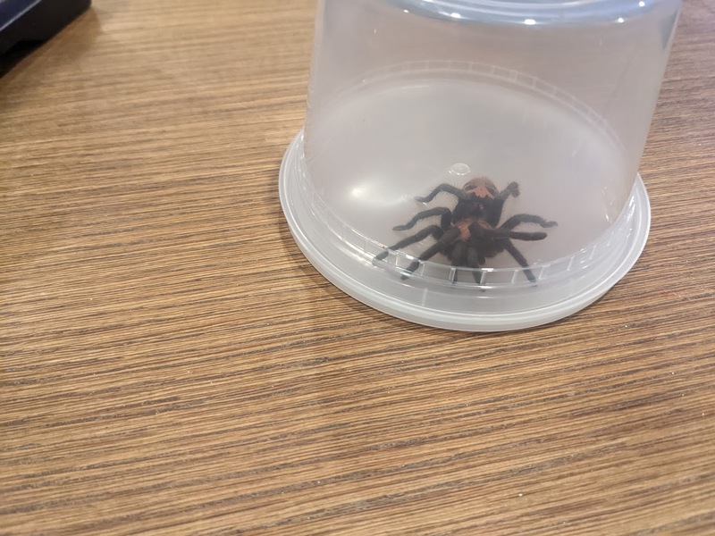 captured
