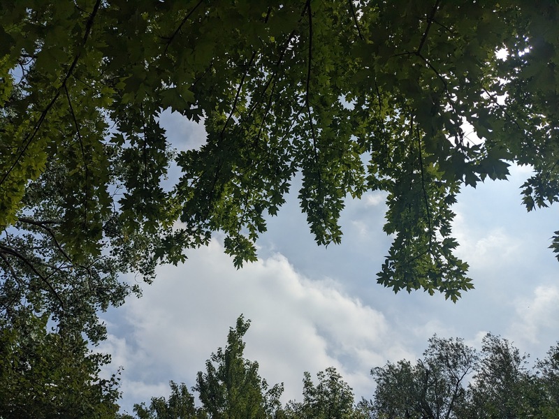 trees