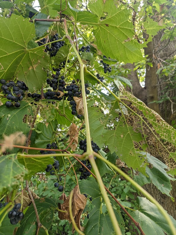 vines